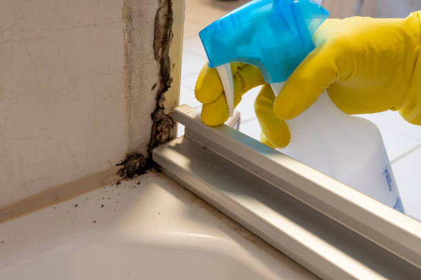 Mold Testing and Removal in Welby, CO
