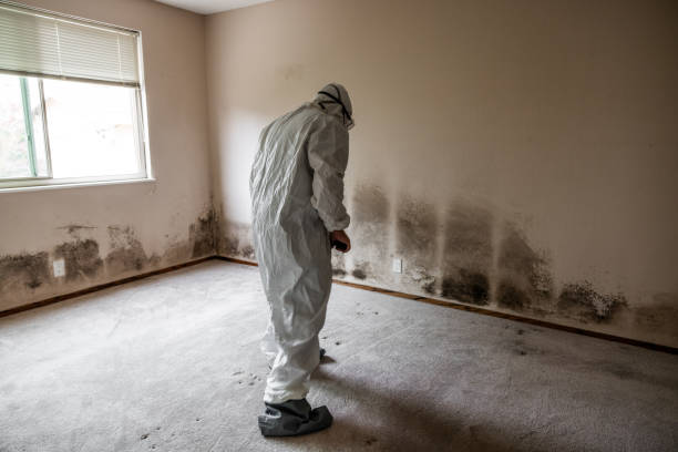 Crawl Space Mold Removal in Welby, CO