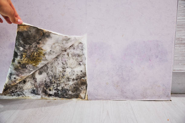 Best Toxic Mold Removal  in Welby, CO